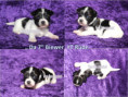 /album/farbpracht-yorkshire-terrier-bereit-fur-die-reservierung/da-7-biewer-rude-jpg/